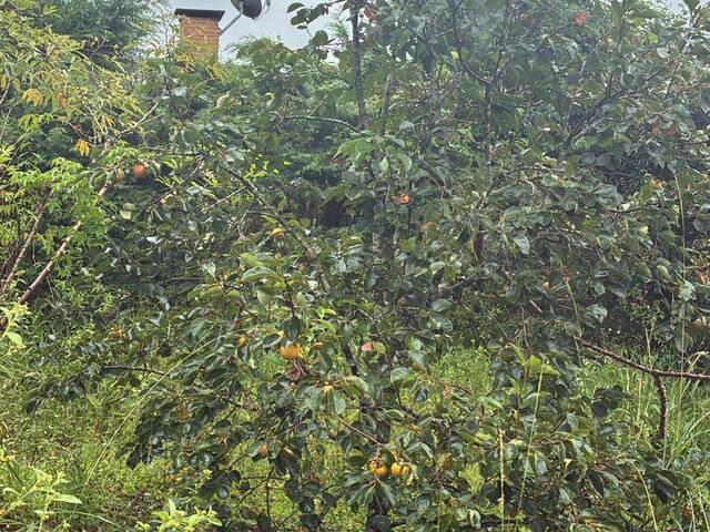 #315 - Área para Venda em Atibaia - SP - 3